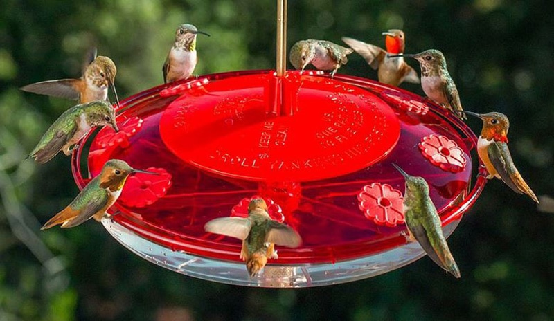 Reviews Of 19 Best Bird Feeders of all 2020