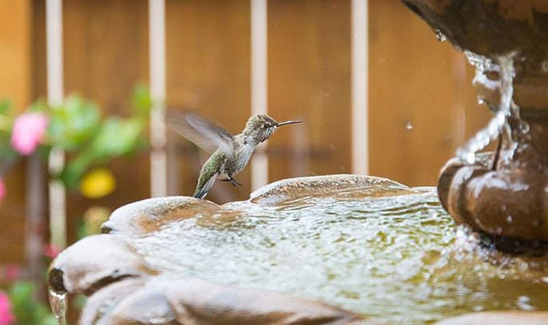 Reviews Top 16 Best Bird Bath of 2020