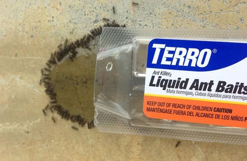 Things to Look for The Best Ant Bait