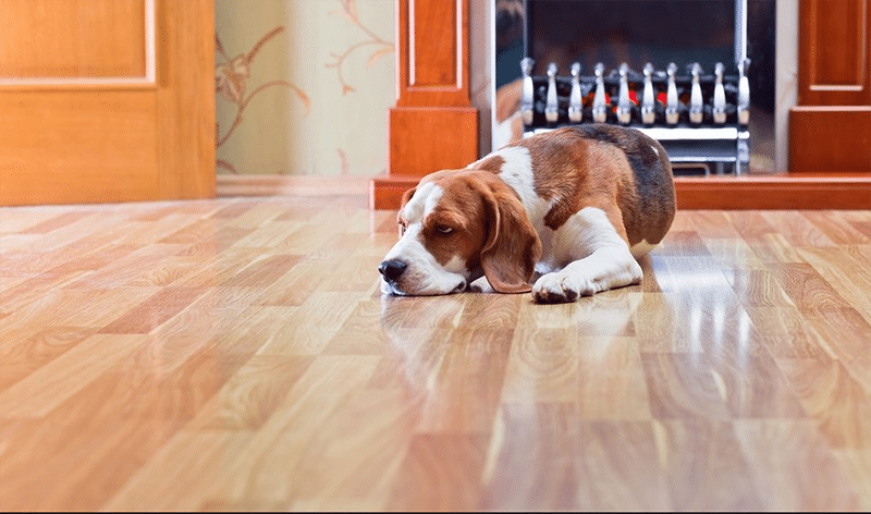 Top 5 Best Flooring For Dogs Of 2024 Hey Love Designs   Best Flooring For Dogs 